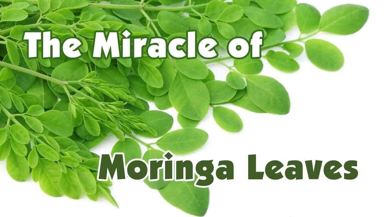 Moringa healed Fidel Castro