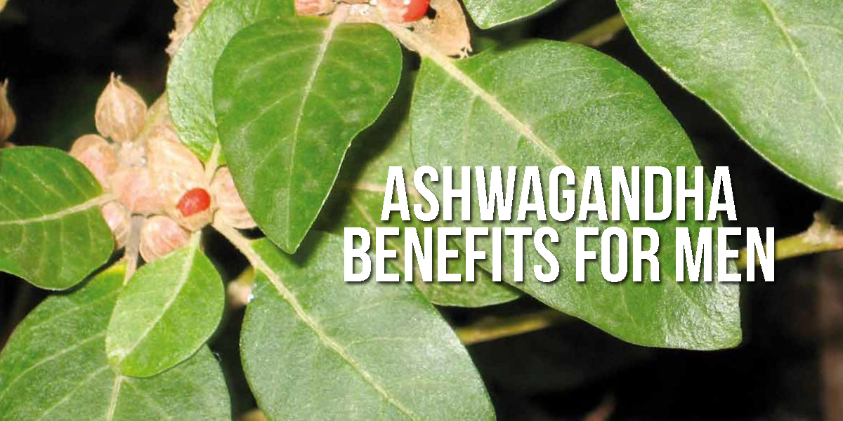 ASHWAGANDHA | Benefits for Men: Fertility, Stress and Sex!