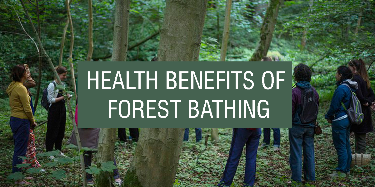 Forest Bathing’ – A sacred ritual for the burnt-out professionals