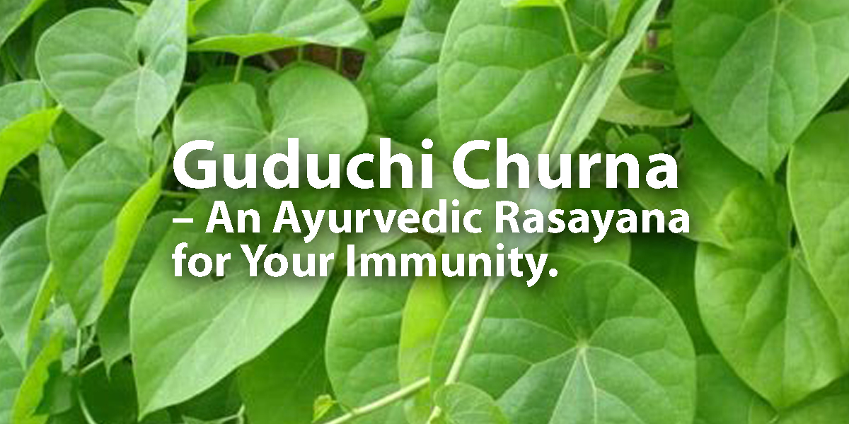 Guduchi Churna | Health benefits of Giloy