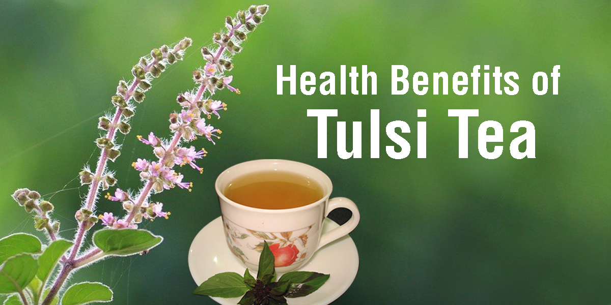 HEALTH BENEFITS OF TULSI TEA NARRATED BY AN AYURVEDIC DOCTOR