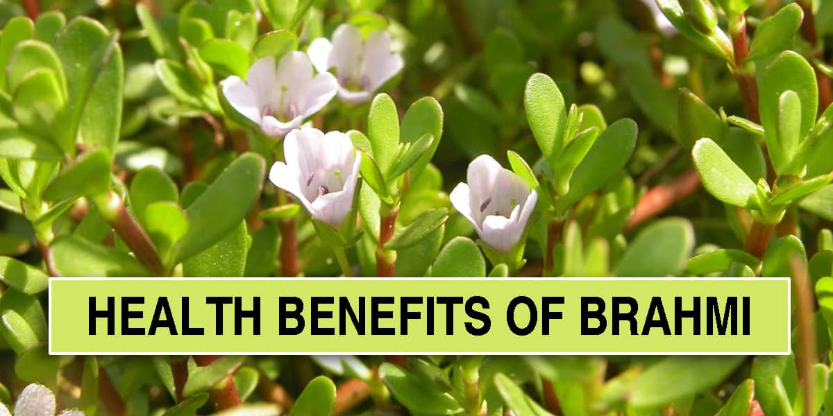 Health Benefits of Brahmi | Ayurvedic Doctor Shares ancient home Remedies