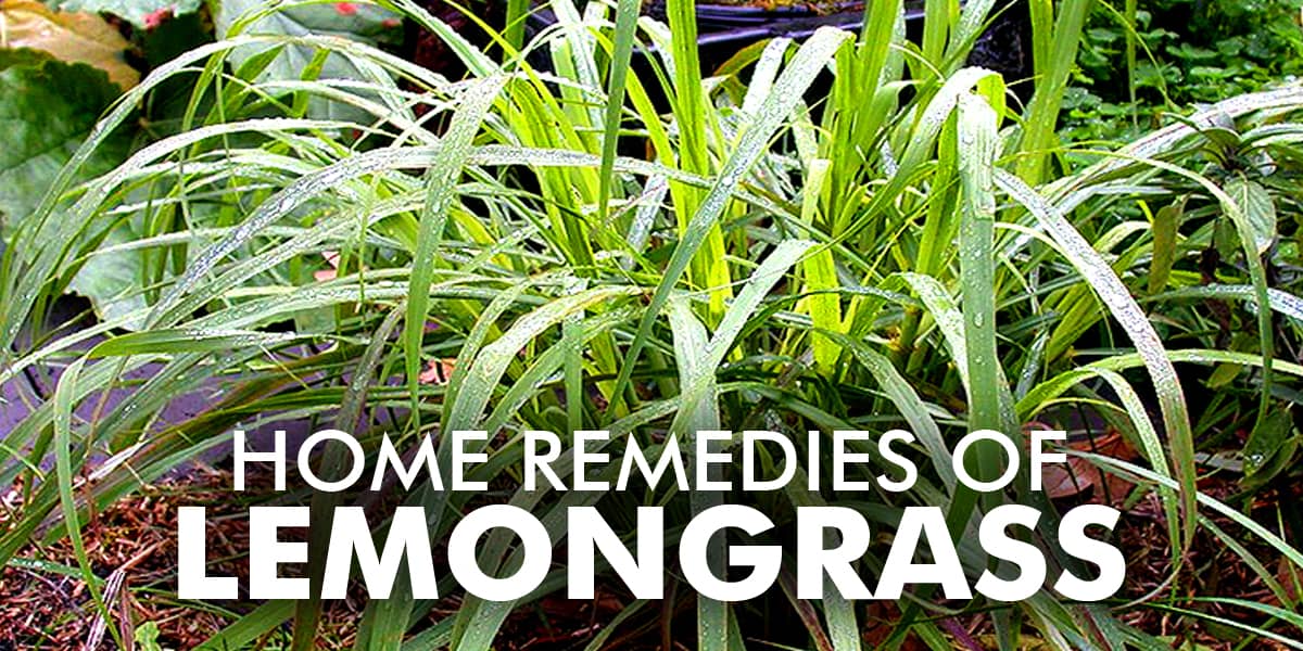 5 DIY Home Remedies of Lemongrass | This plant is simply amazing!