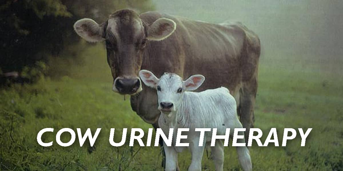 Cow Urine | Ayurvedic Doctor Reveals the Scientific Truths