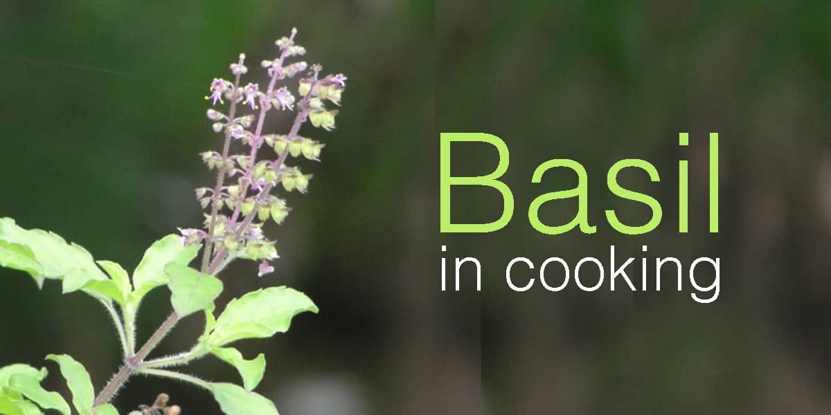 Basil in cooking |  Don’t miss on this magical herb