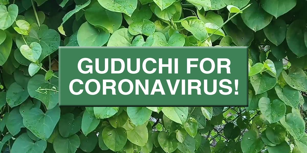 Guduchi For Coronavirus | The Rise of An Ayurvedic herb  In Covid-19 