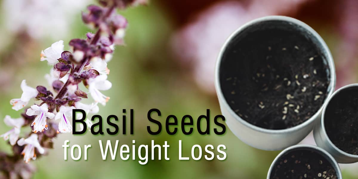 SABJA SEEDS FOR WEIGHT LOSS