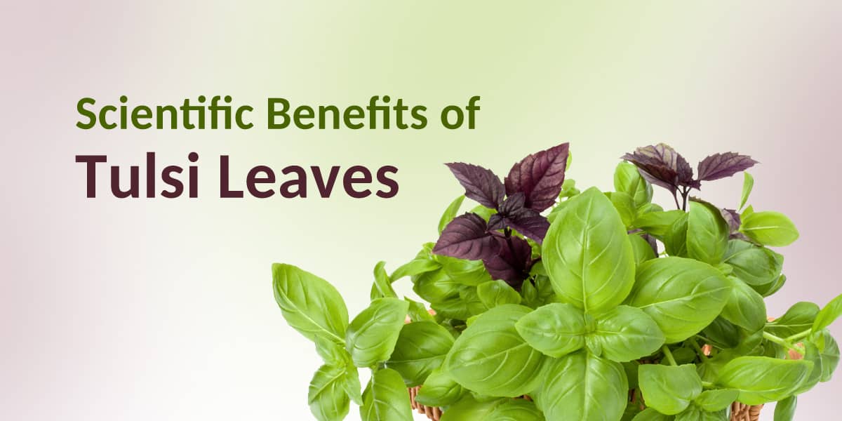 Scientific Benefits of Tulsi