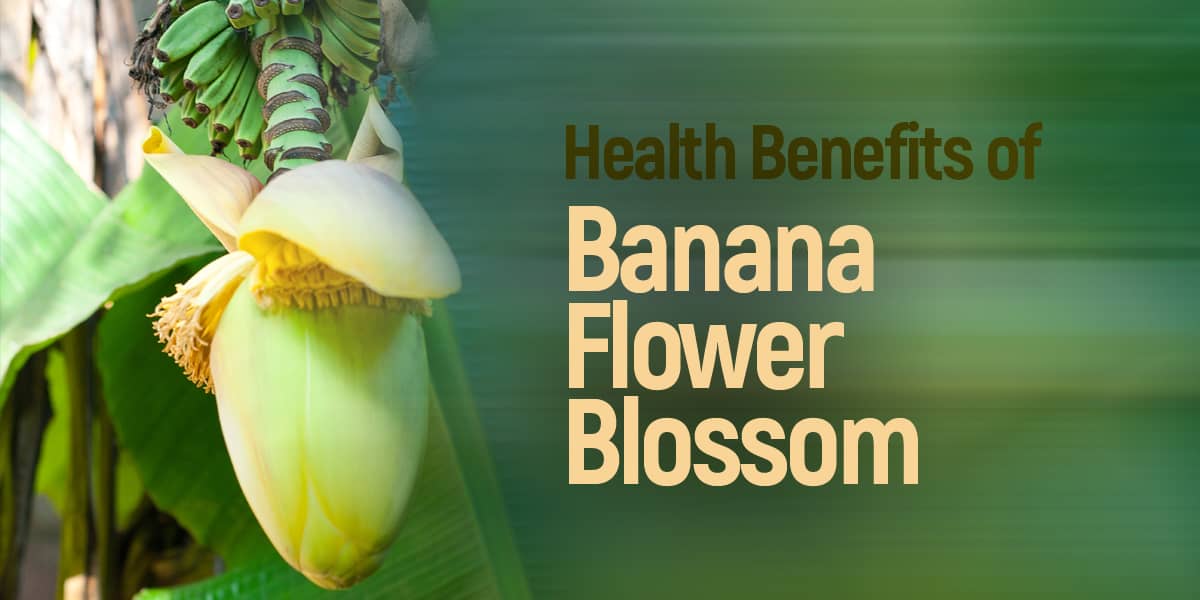 Health Benefits of Banana blossom