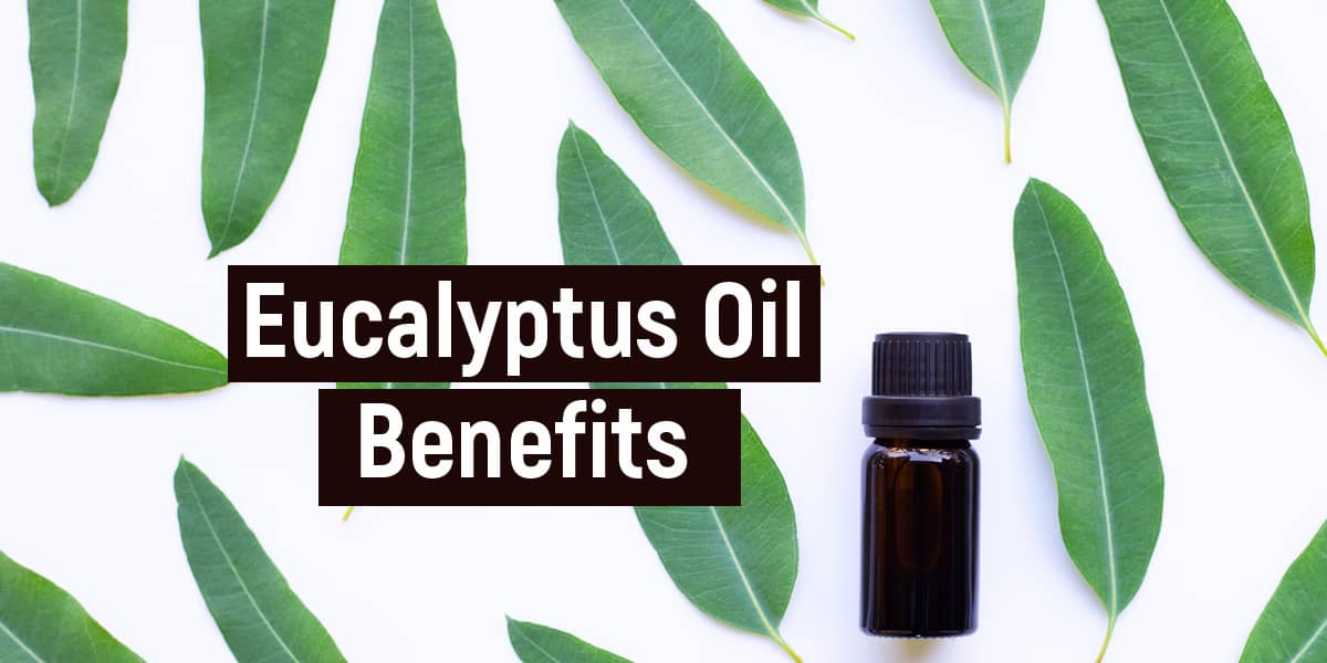 TOP AYURVEDIC DOCTOR FROM BANGALORE WRITES , EUCALYPTUS OIL IS EXTREMELY BENEFICIAL