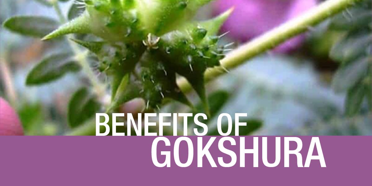 TOP AYURVEDIC DOCTOR'S VIEW ON Medicinal Benefits of Gokshura