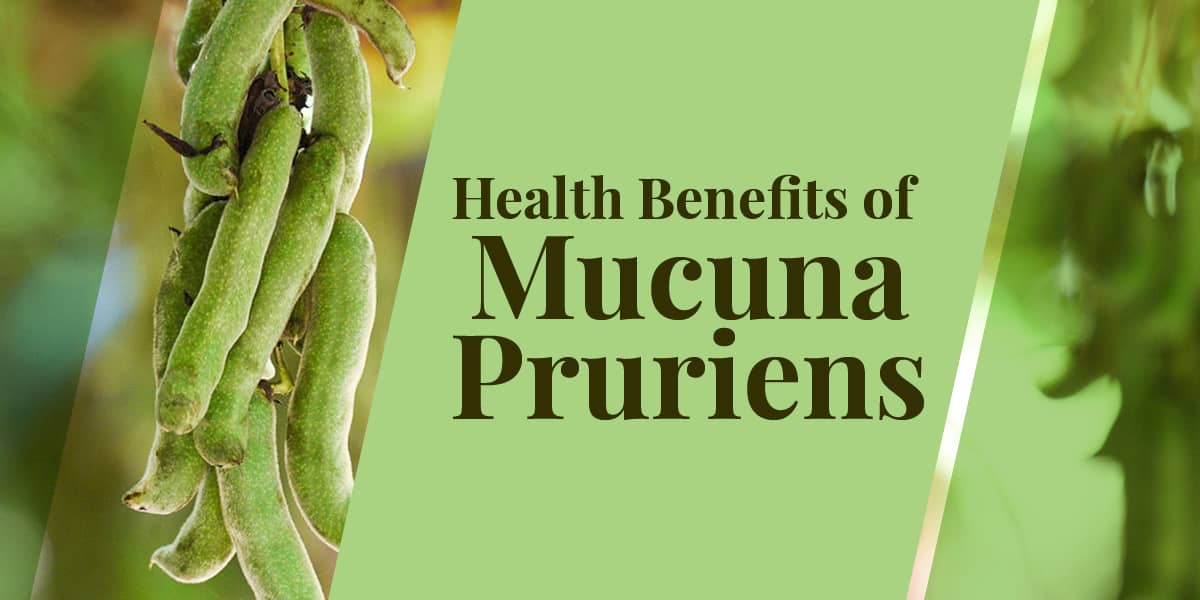 TOP AYURVEDIC DOCTOR WRITES ABOUT HEALTH BENEFITS OF MUCUNA PRURIENS IN PARKINSONISM