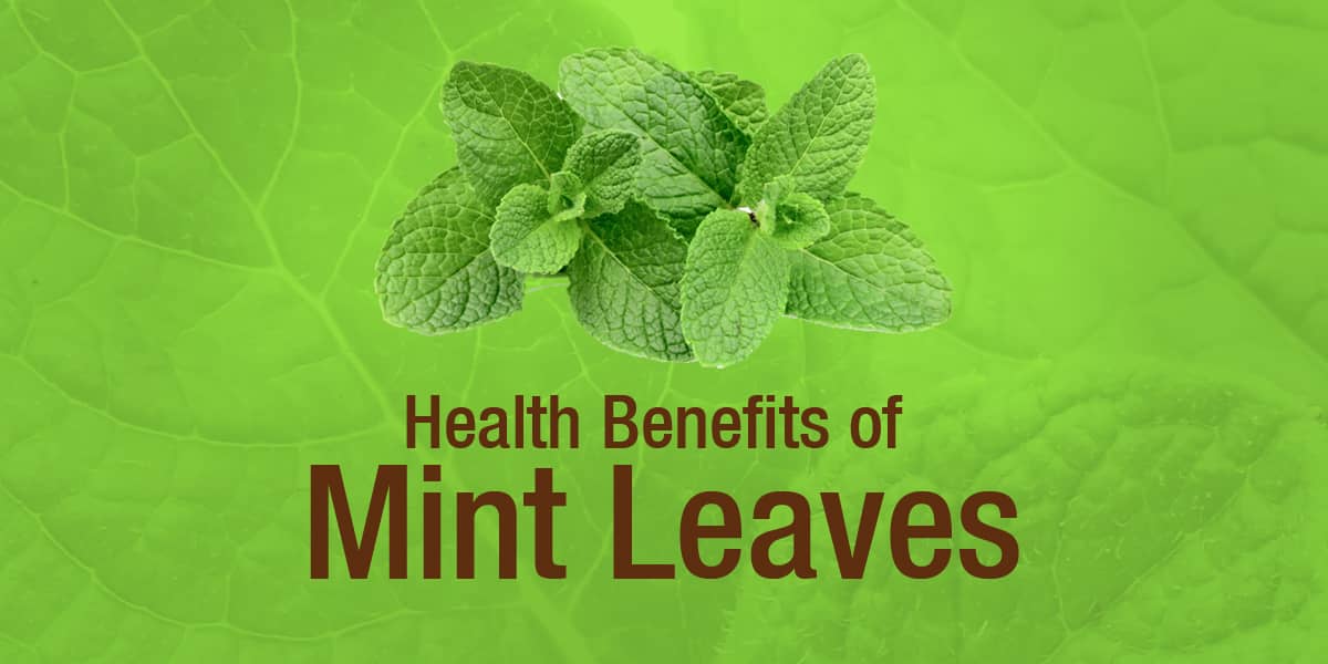 TOP AYURVEDIC DOCTOR WRITES ABOUT Mint leaves are super nutritious and they offer many incredible health benefits. They are widely used in Indian diets in the form of chutney, tea, juice, and appetizers. You can try different recipes of mint leaves or bring home the mint essential oil to enjoy its amazing benefits!