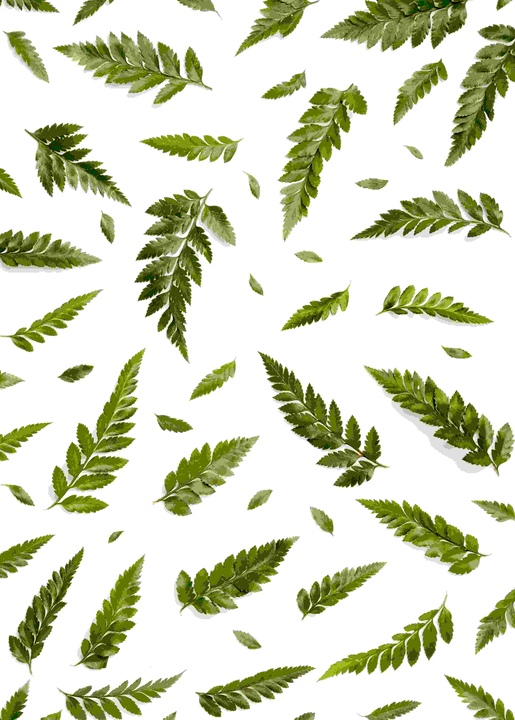 Neem and Infertility: Exploring the Facts
