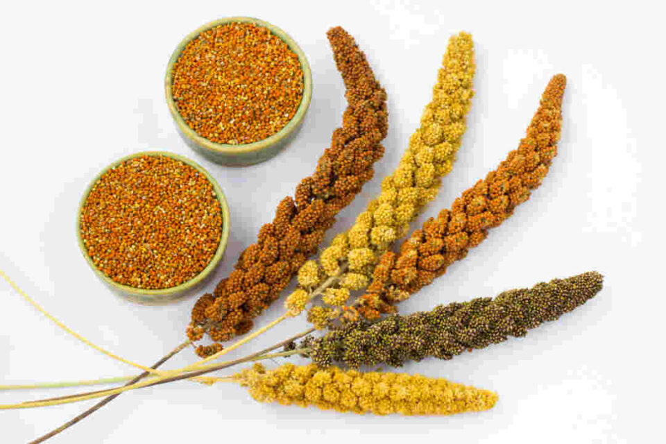 Is Millet Good for Diabetes patients?