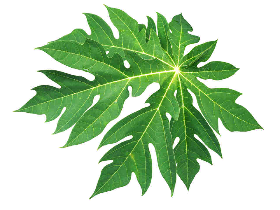 Papaya Leaf Juice for Dengue: WHAT IS THE DOSE