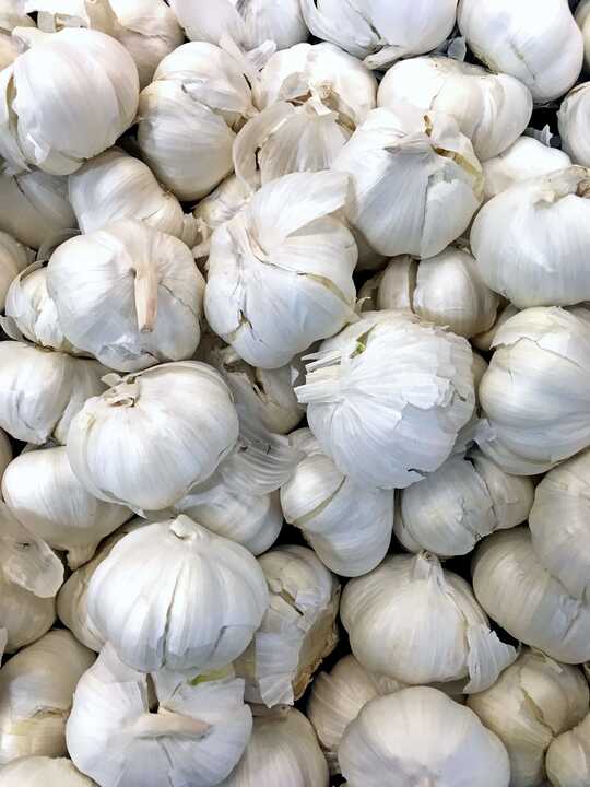 how to make garlic milk to cure sciatica?