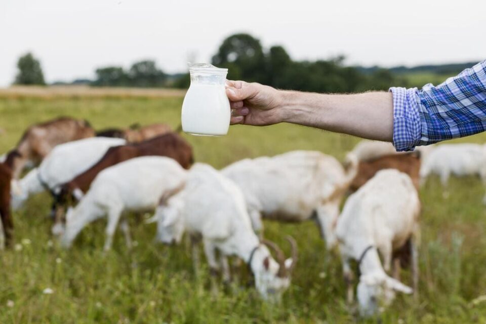 BENEFITS OF Goat's Milk in Fatty Liver Disease