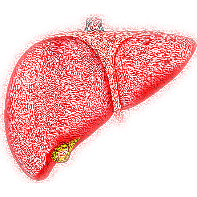 Can GYM training Affect Liver Enzymes?