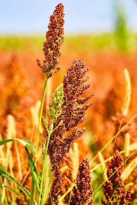 millets and constipation why?