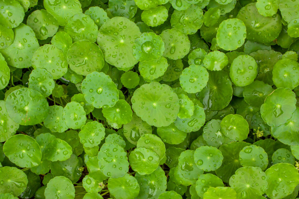 Can Brahmi increase brain power?