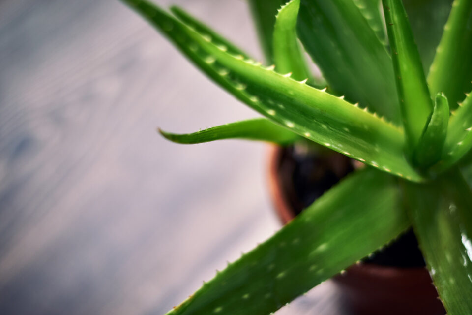 What are the benefits of aloe vera?