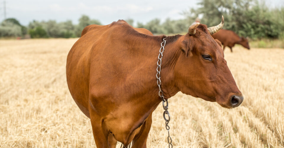 Cow urine in Ayurveda science